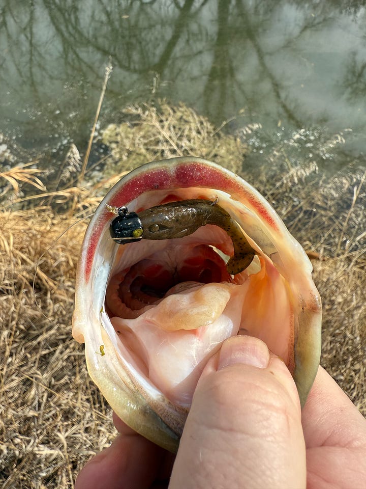Colorado spring bass fishing