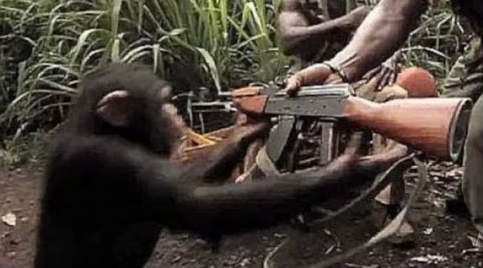 Giving a monkey a gun Meme Template | Insider Memes | Viral Meme Generator Giving a monkey a gun Meme Template | Insider Memes | Viral Meme Generator