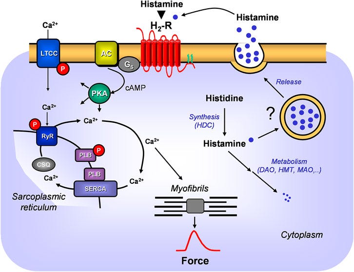 Frontiers | Histamine can be Formed and Degraded in the Human and Mouse  Heart