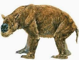 A diprotodon gives you the stink-eye A diprotodon gives you the stink-eye