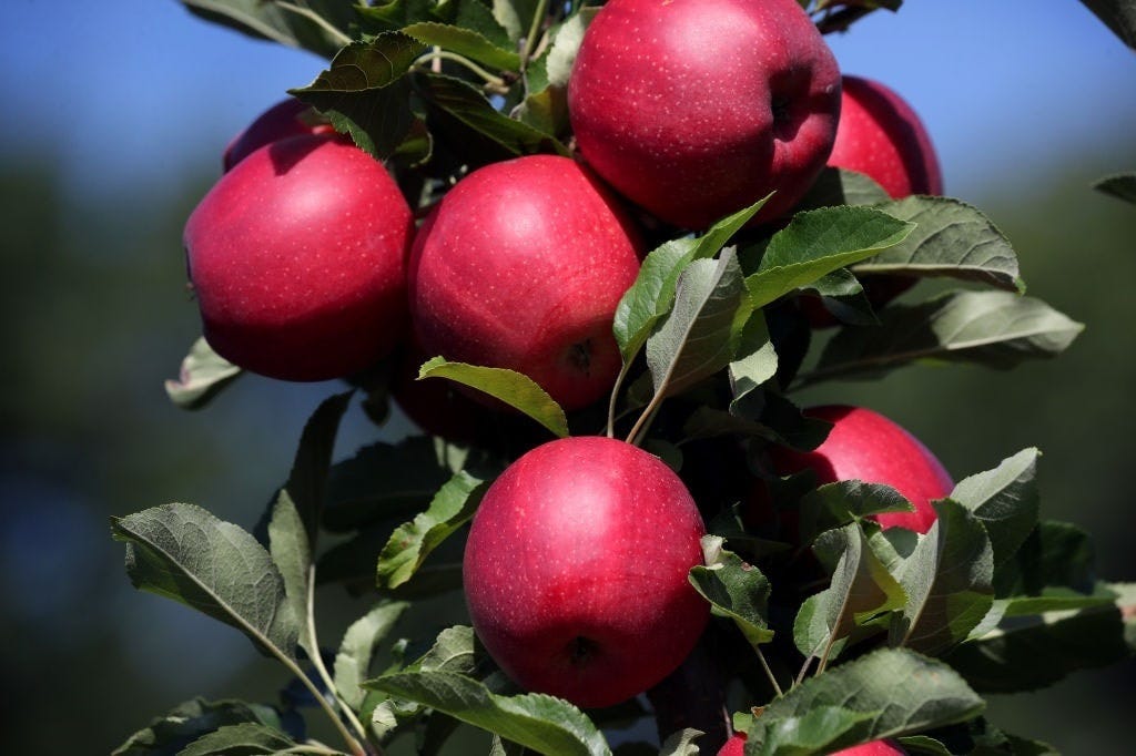 GettyImages-1229090500 apples