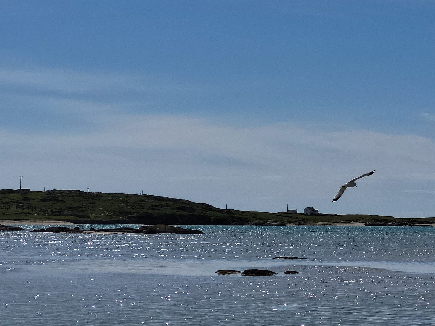 A seagull in flight, Omey Island, the sea and the vast blue sky in the background A seagull in flight, Omey Island, the sea and the vast blue sky in the background