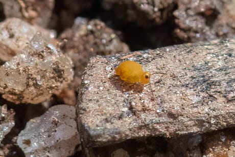 Small yellow globular springtail on soil that looks like big shiny rocks because of how zoomed in the photo is; light orange-brown globular springtail with dark pink-purple markings facing the camera and sitting on some plywood, a similar globular springtail on pale blue foliose lichen on a stick, an off-white springtail with brown stripes on pale blue-green lichen.