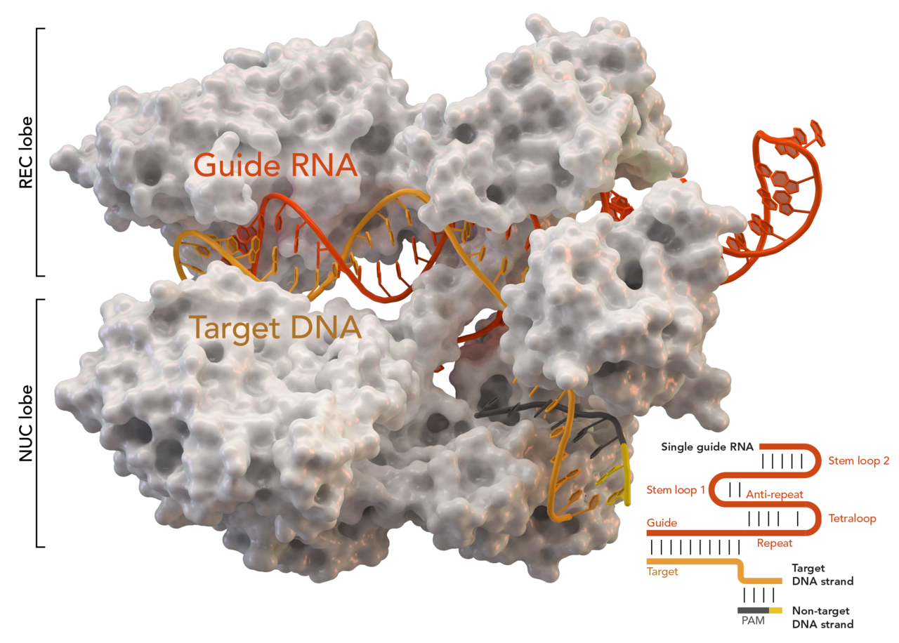 Cas9 Structure Cas9 Structure