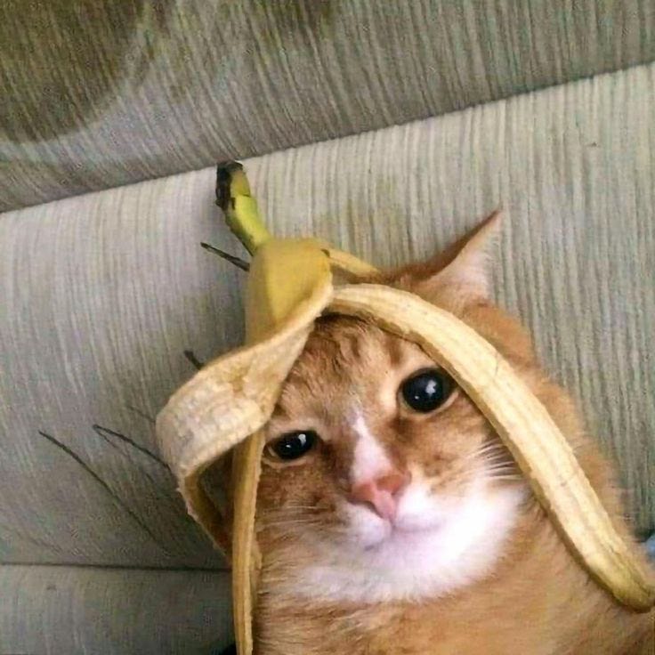 Imagem do Pin de história