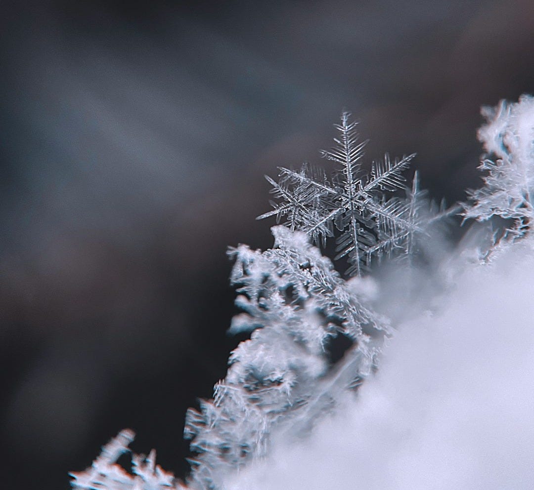 snow covered tree during daytime