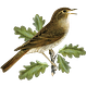 Nightingale