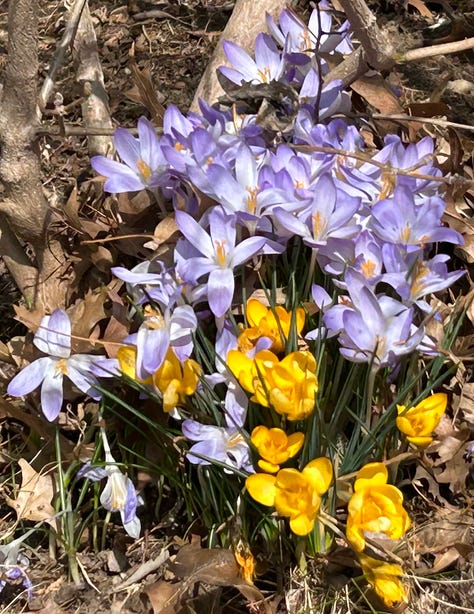 First Image: A vibrant yellow crocus flower emerges from a bed of dried leaves, its delicate petals bathed in sunlight that filters through a forest setting, highlighting the contrast between the fresh bloom and the decayed foliage.Second Image: A cluster of small, bright yellow daffodils stands out against a backdrop of brown leaves and green grass near a brick wall, signaling the arrival of spring with their cheerful presence.Third Image:A vivid display of purple and yellow crocuses densely packed at the base of a tree, with a mix of open and closed flowers, providing a colorful contrast against the brown, leaf-littered ground of early spring.