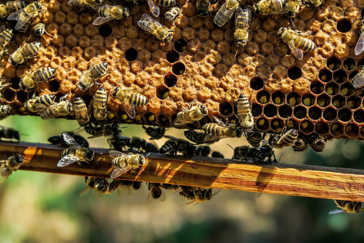 Bees on and around a hive.