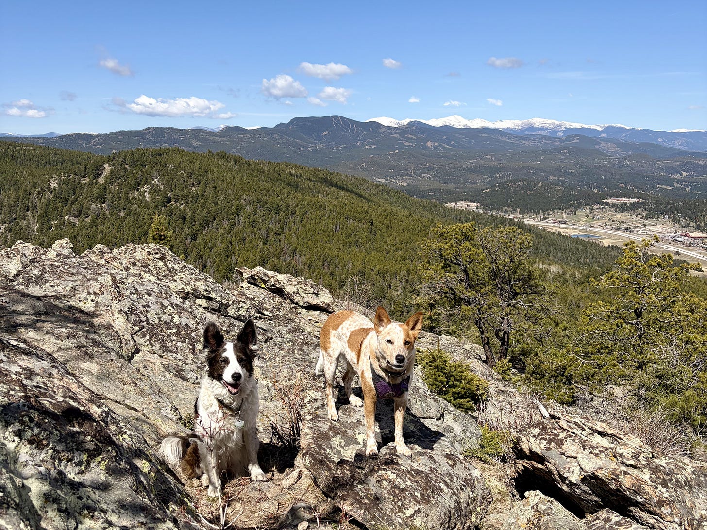 two cattle dogs standing on top of a mountain with mountains in the distance two cattle dogs standing on top of a mountain with mountains in the distance
