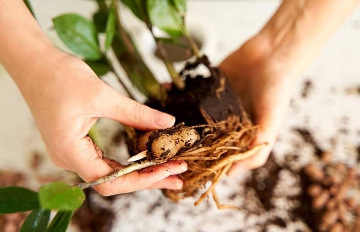 repotting processes. repotting processes.