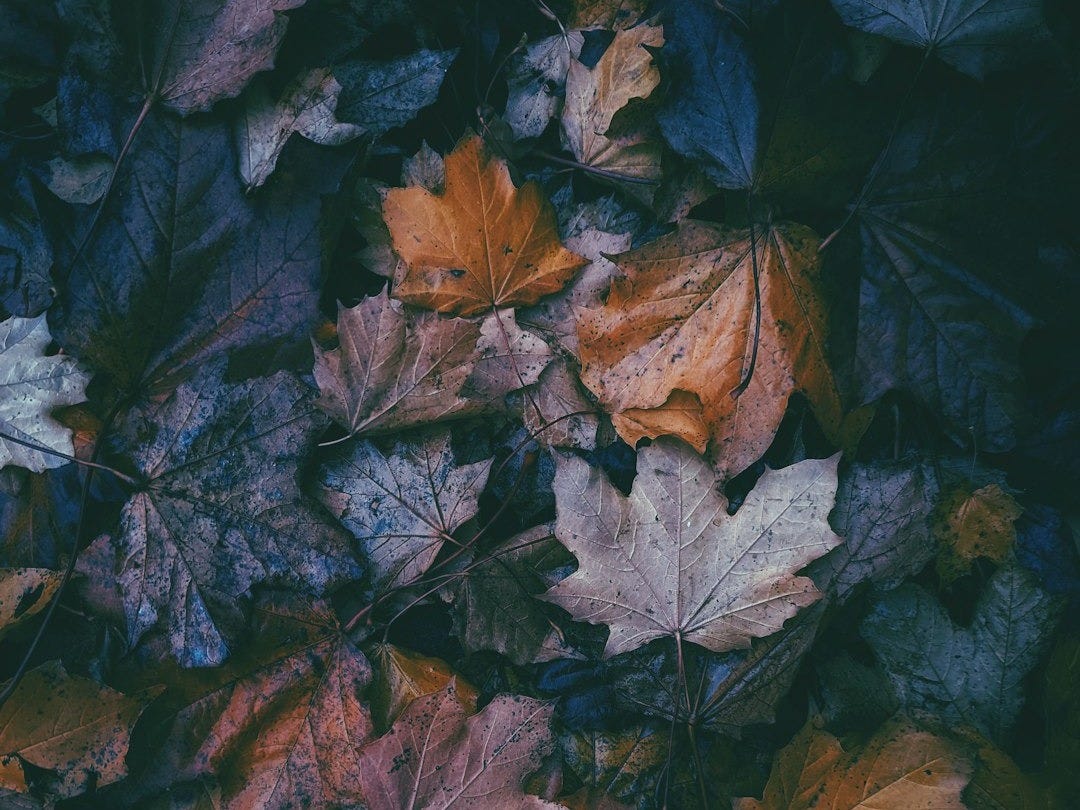 a bunch of leaves that are laying on the ground