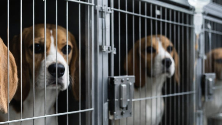 Why Beagles Became the Lab Dog: - Dr. Mozelle Martin