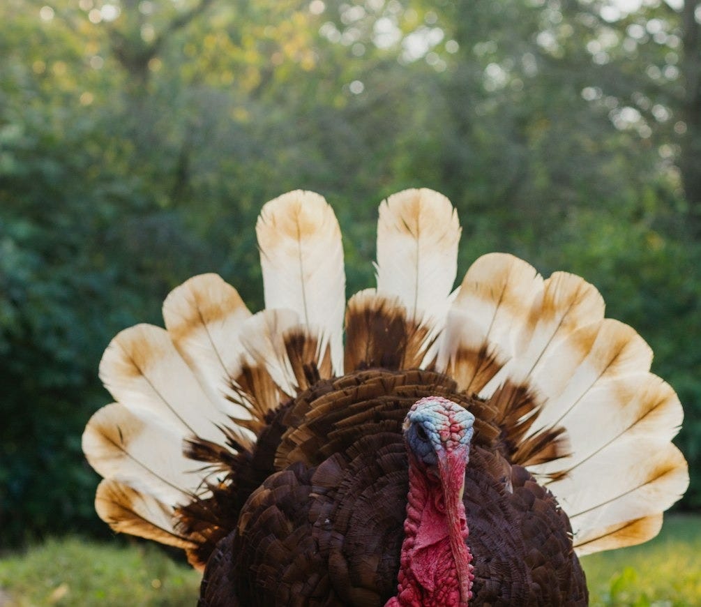brown and white turkey brown and white turkey