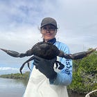 Queensland mud crab research shows healthy populations