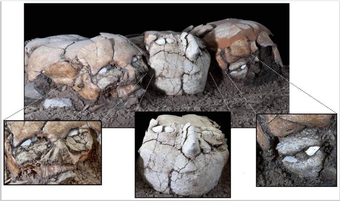 The three plastered skulls, following reconstruction and preservation processes. The three plastered skulls, following reconstruction and preservation processes.