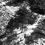 Robertas Petrauskas