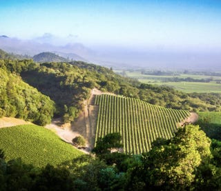 Drone shot Blankiet vineyards Drone shot Blankiet vineyards