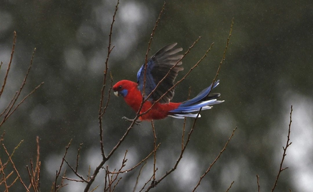 a red and blue bird sitting on top of a tree branch