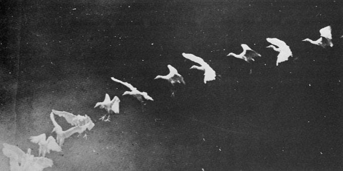 Before Muybridge: Pioneering Nineteenth-Century Motion Photography by  French Scientist Étienne-Jules Marey – The Marginalian