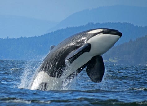 Bigg's orcas hunt Steller sea lion