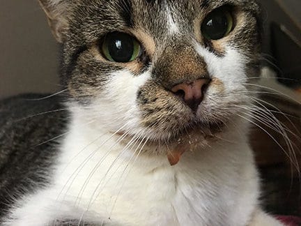 Stomatitis in Cats - The Cat's Meow Rescue Stomatitis in Cats - The Cat's Meow Rescue