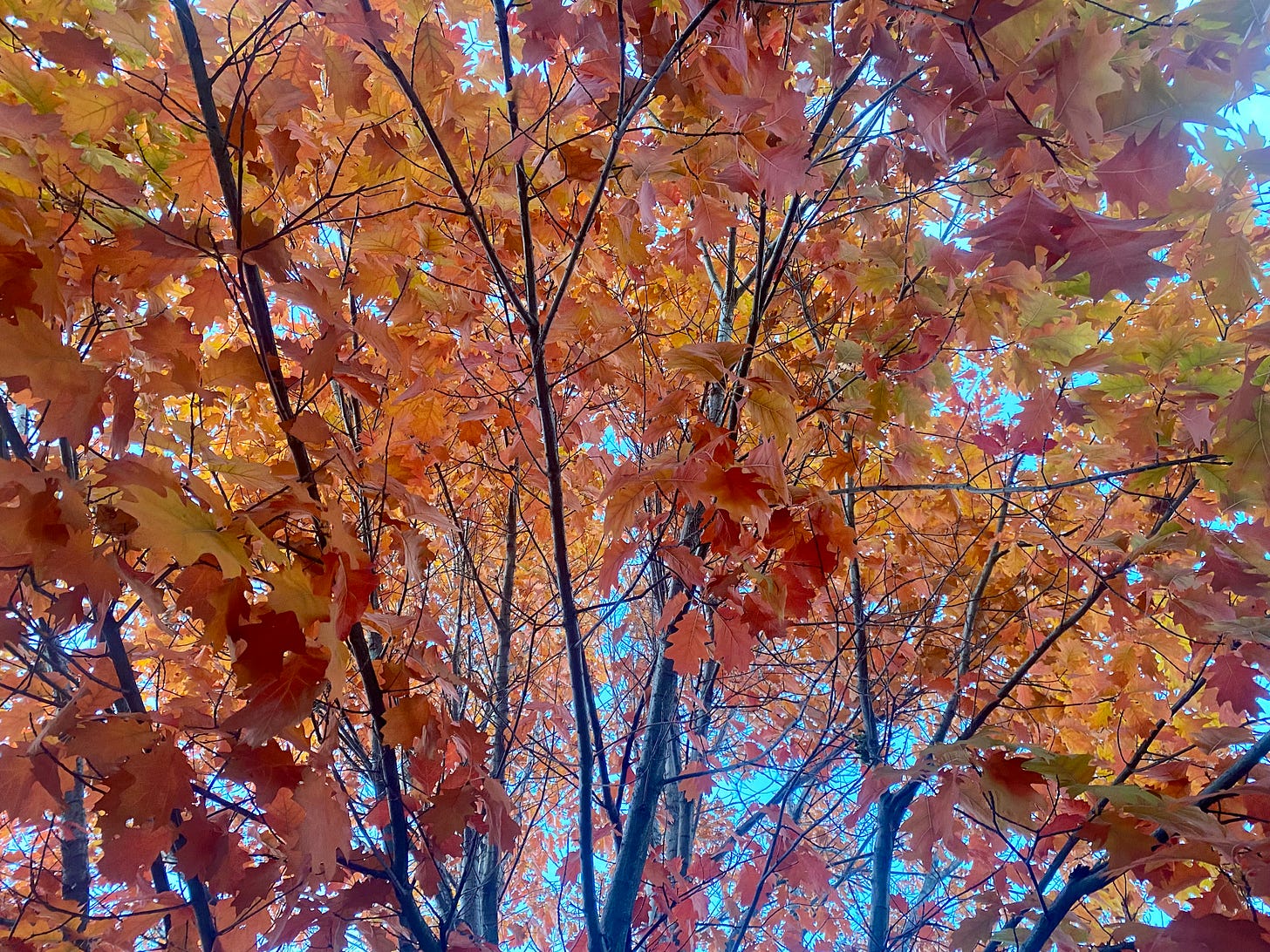 Autumn leaves, learning to let go, how nature teaches us, nature is the best teacher