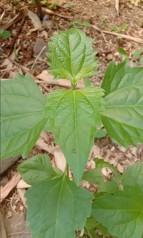 Chromolaena Odorata