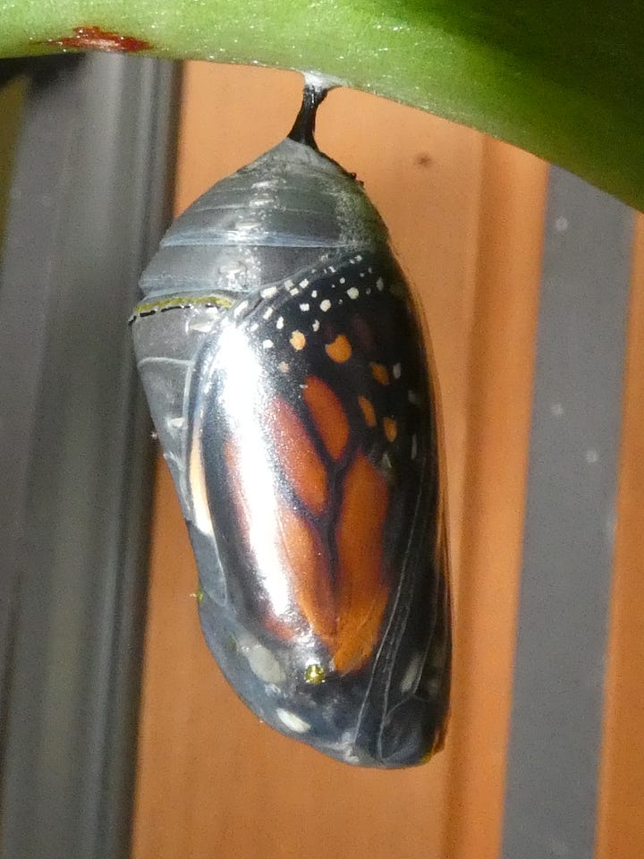 Pupating monarch