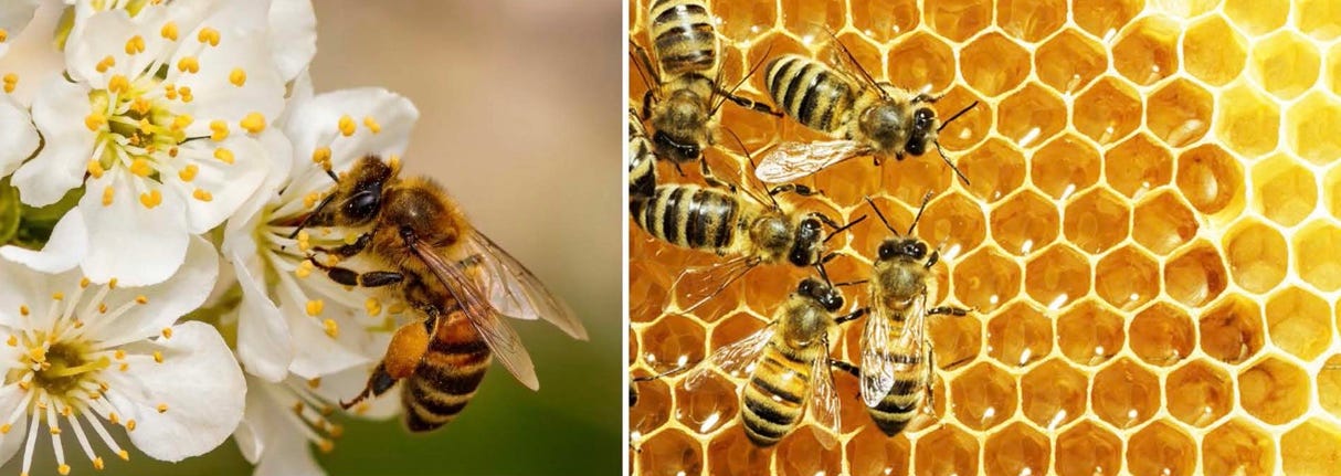 A collage of bees on honeycombs

AI-generated content may be incorrect.