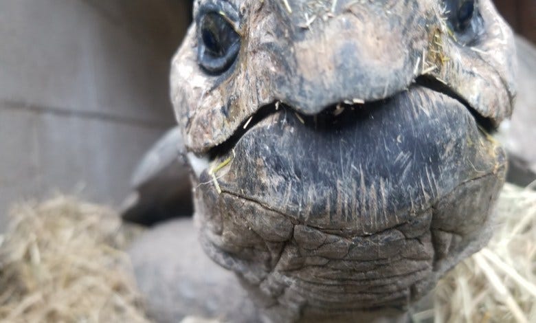 A tortoise at the Oakland Zoo