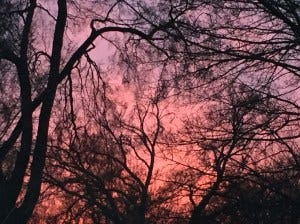 pink sky pink sky