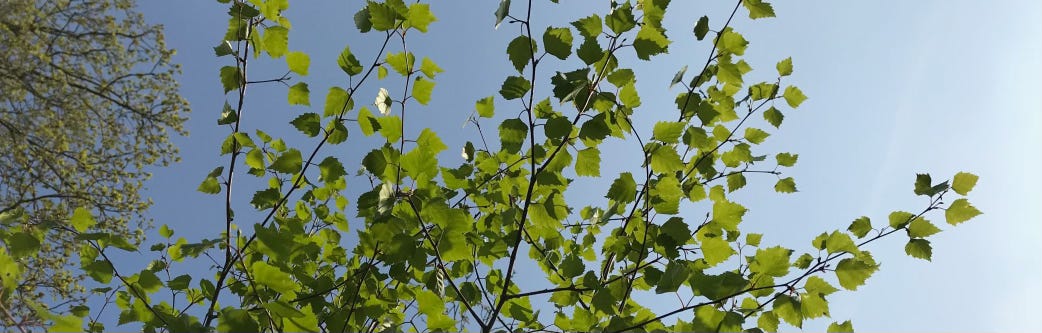 Branches of green birch leaves against a blue sky