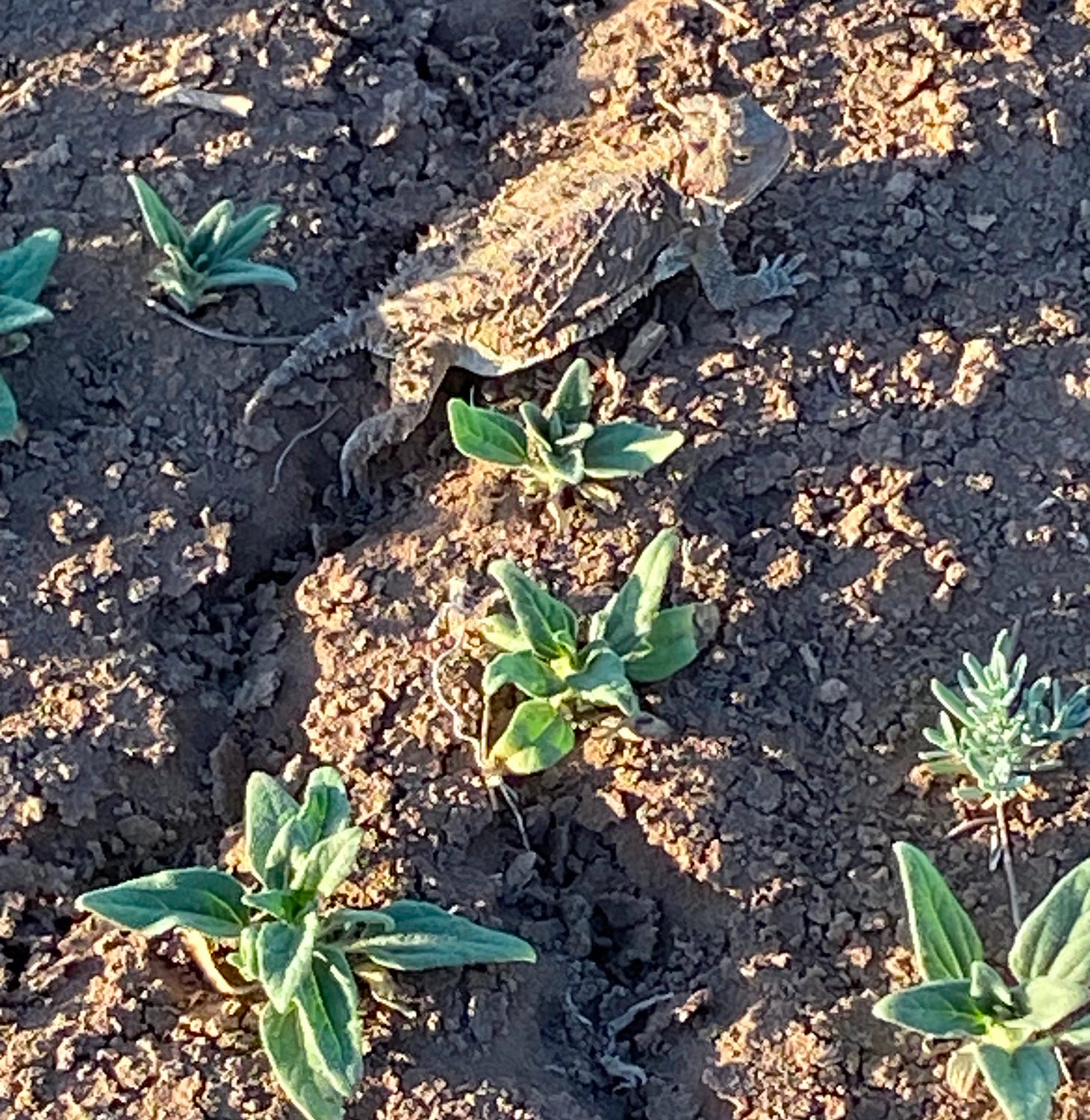 A horned toad rests on some soil. Small green weeds around him.