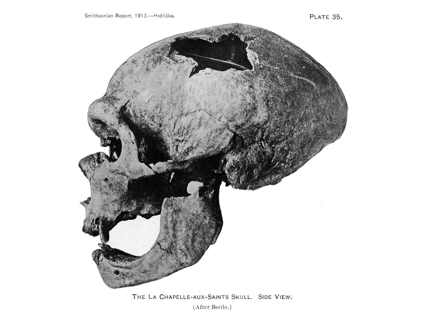 Lateral view of the Neanderthal skull from La Chapelle-aux-Saints, France