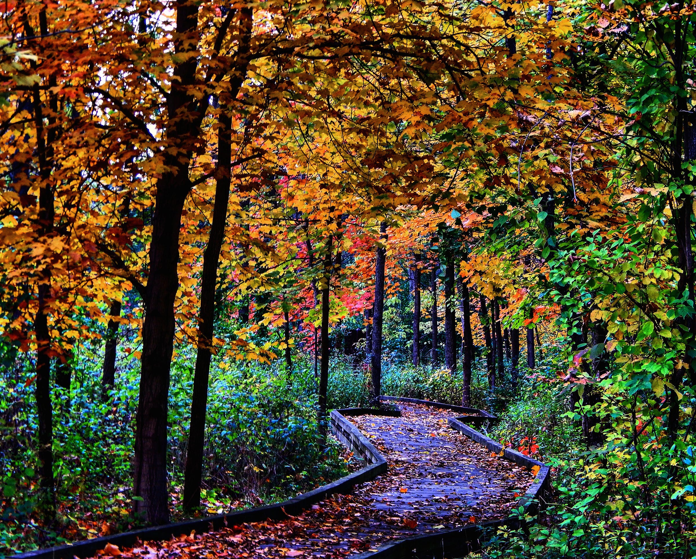 The Path Through the Trees- Image by Shawn R. Metivier, 2017