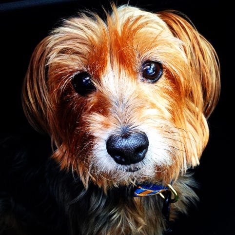 A close up of a dog

AI-generated content may be incorrect.