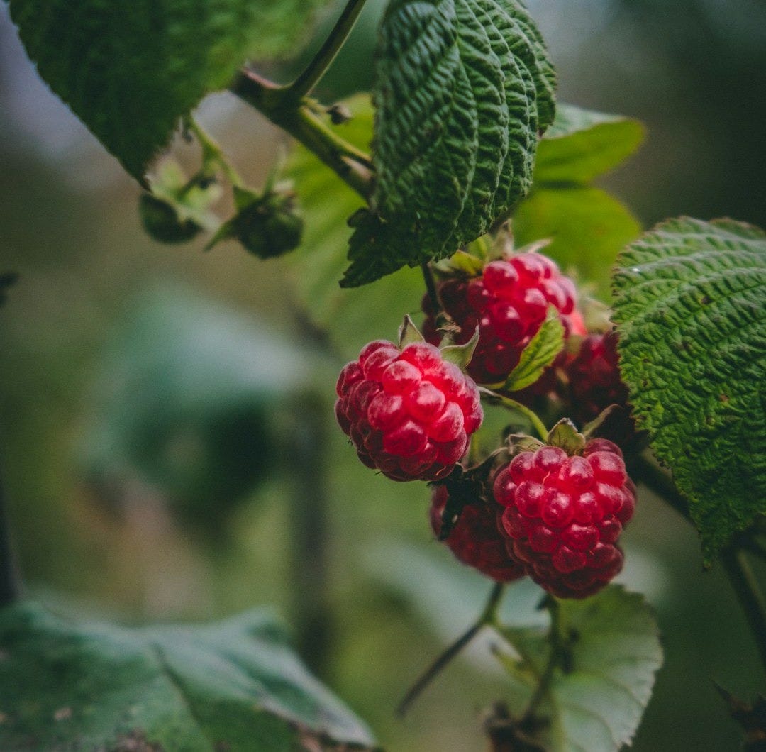 red round fruit on green leaf
