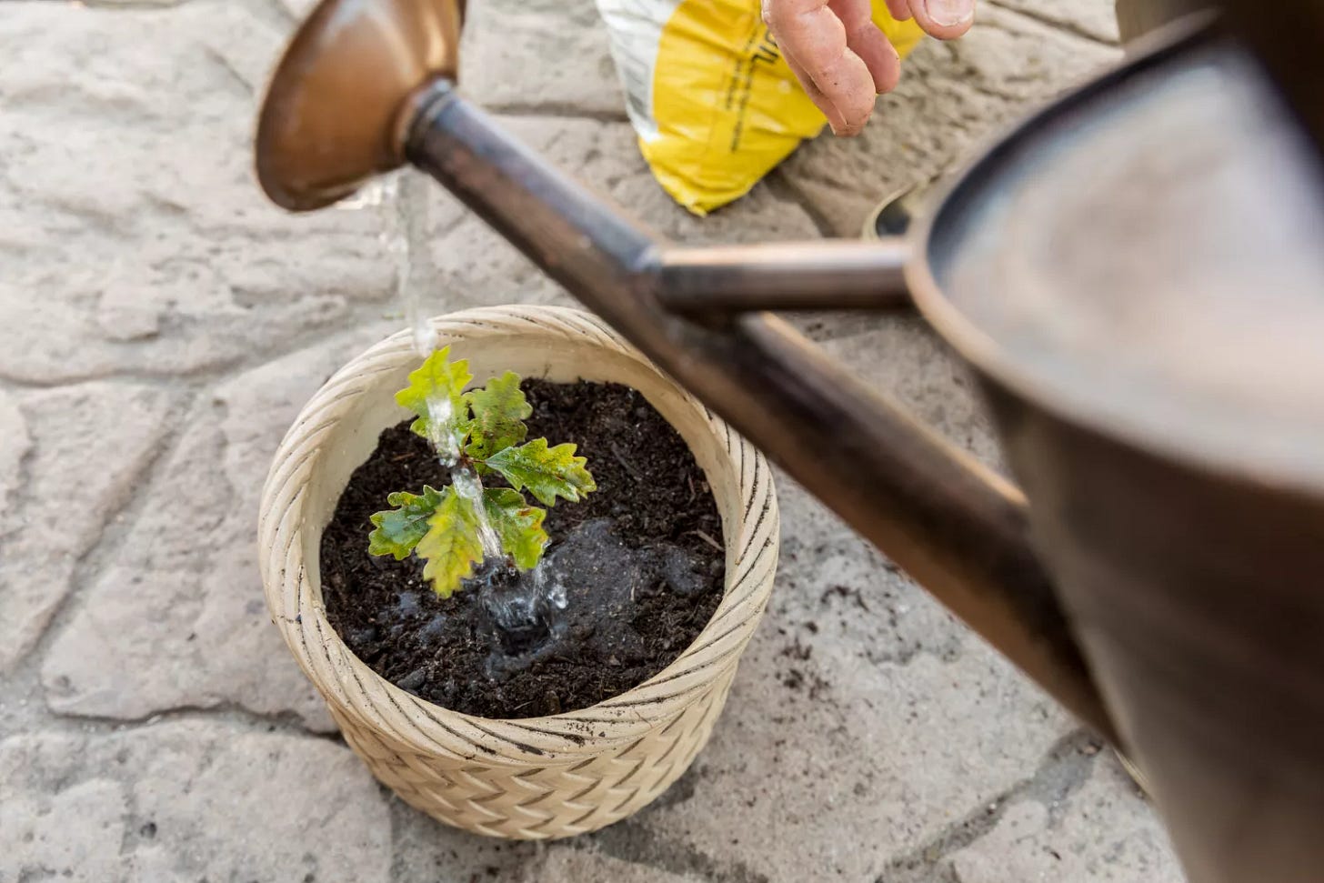 Watering can pouring water on potted oak seedling