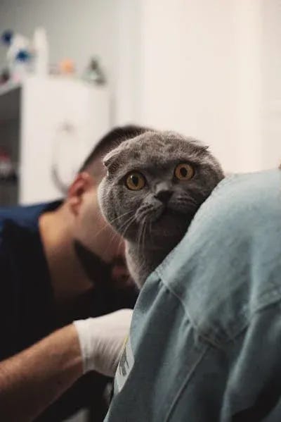 In case you can’t tell which cat is which, the one on the left is funny, and the one on the right is cute. All cats are funny and cute, which is why the Internet is overloaded with pictures of them