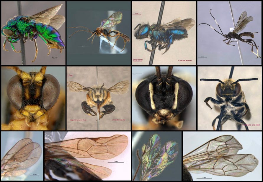 Mosaico de 3 linhas e 4 colunas. Na primeira linha, as vespas são fotografadas de perfil. Na segunda linha, imagens da vista frontal. Na terceira linha, detalhes nas asas dos invertebrados.