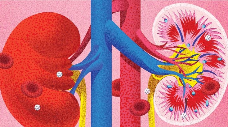 This may contain: an illustration of the inside of a human body with organs and blood vessels in it This may contain: an illustration of the inside of a human body with organs and blood vessels in it