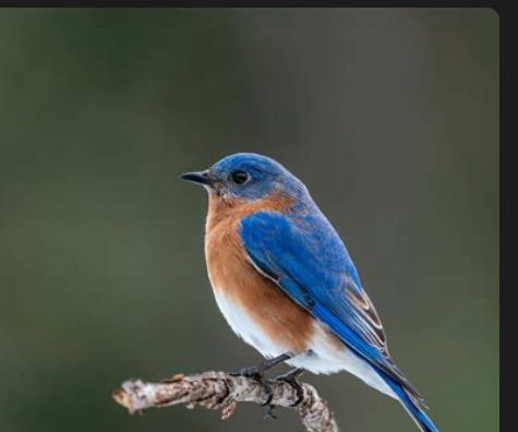 Bluebird