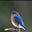 Bluebird's avatar