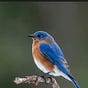 Bluebird's avatar