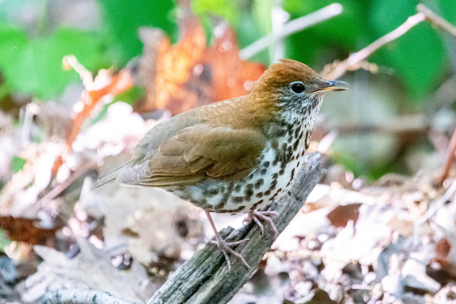 A wood thrush in profile, its beak slightly open as it sings its weird Tuvan-throat-singing song