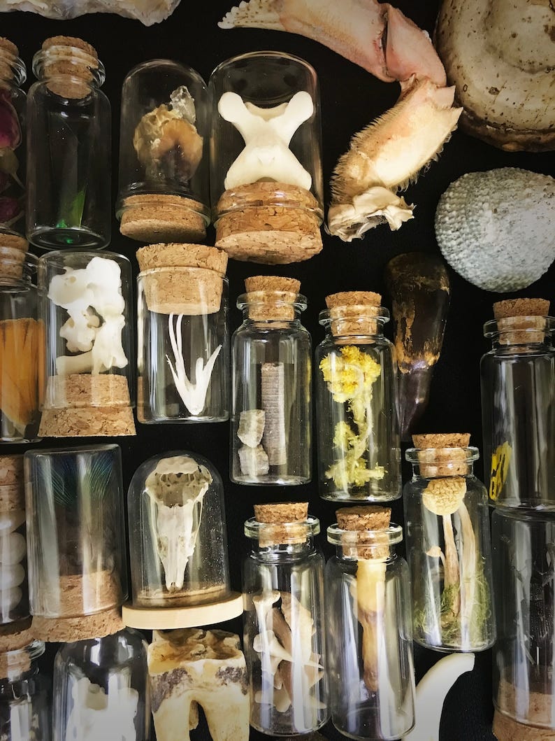 Luxury Natural History oddities and curiosities cabinet, Ethically sourced Skull in each box, vulture culture, bones shells insects image 5