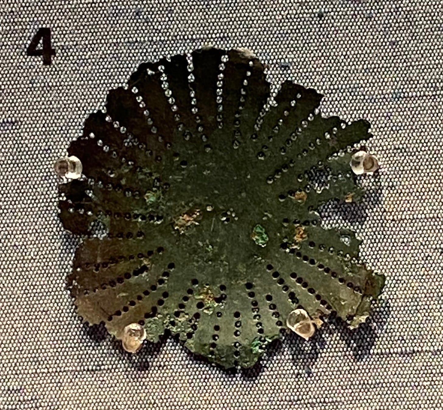 Roughly circular flat piece of bronze with many small holes Roughly circular flat piece of bronze with many small holes