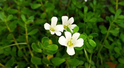 Bulk Bacopa Monnieri Herb for Sale | Monterey Bay Herb Co