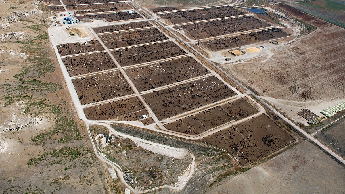 Cities are Intensive Livestock Systems, and Humans are the Cattle